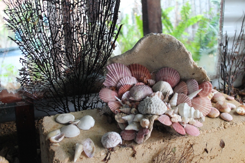 Mermaid Cave Shells